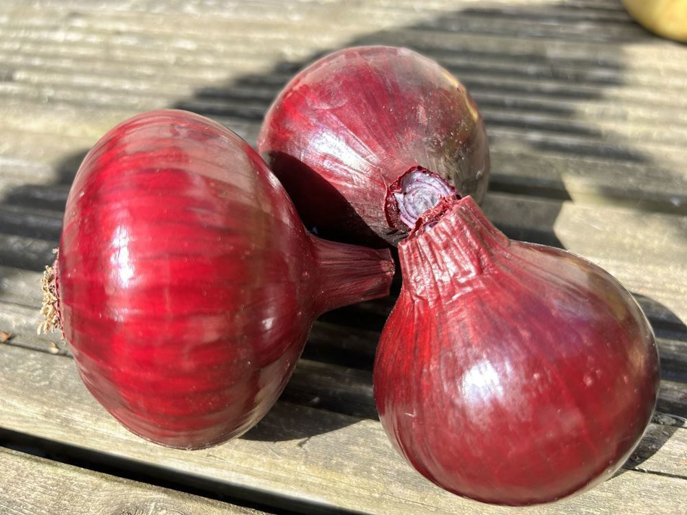 Red Onion Pack of 3