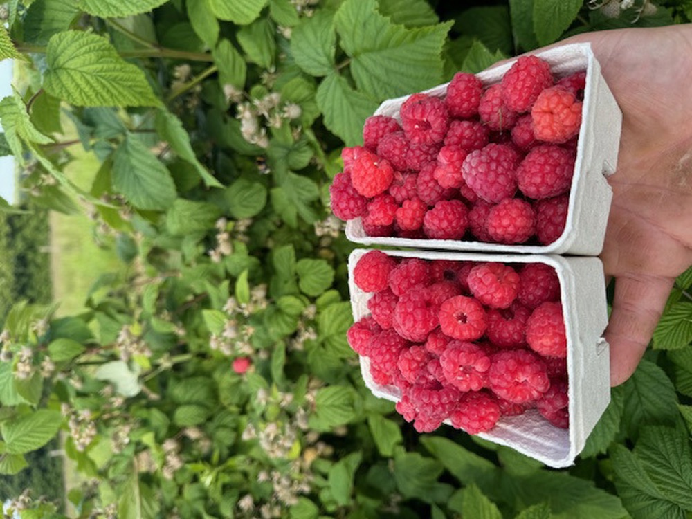 Raspberries