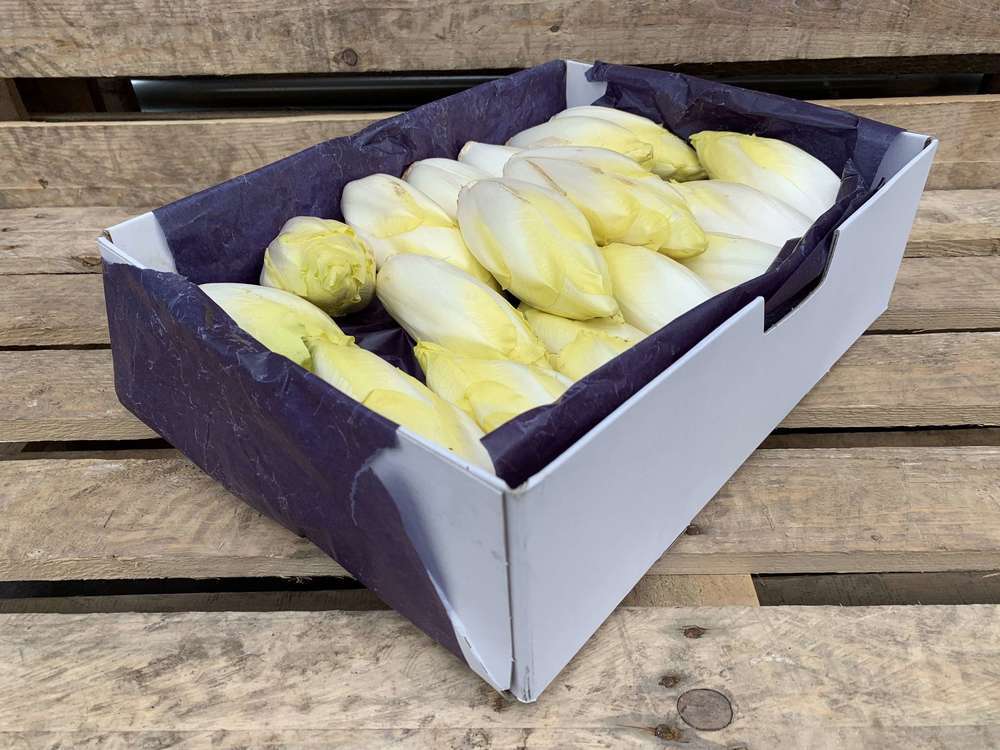Organic Chicory
