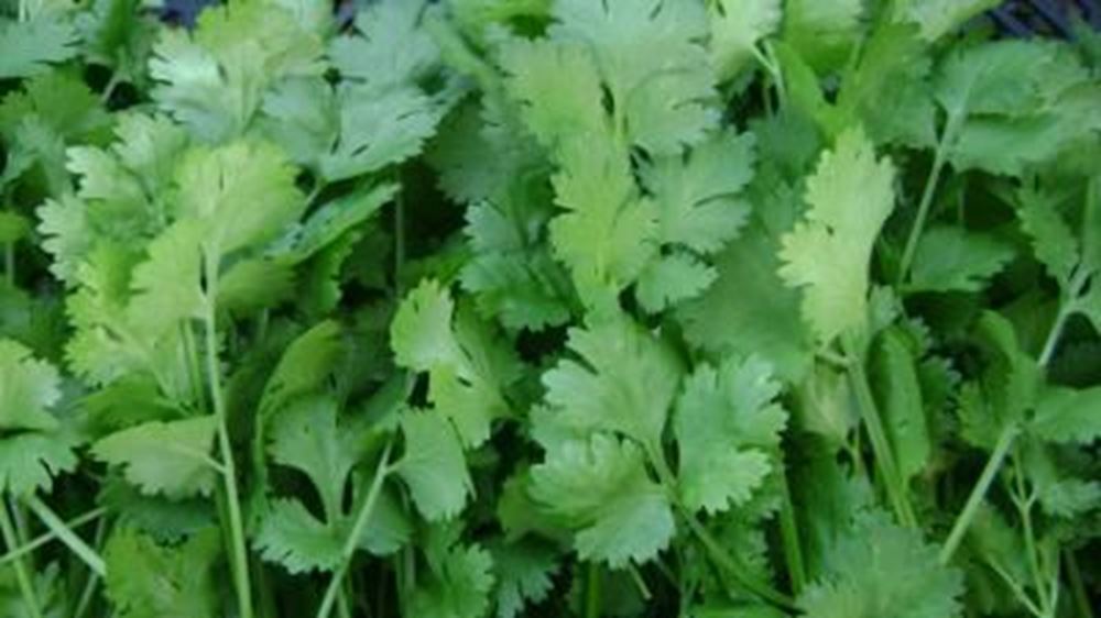 Coriander - 50g