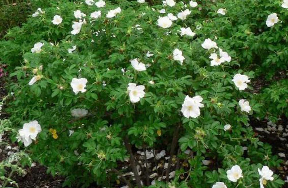 Rose - Rugosa Alba