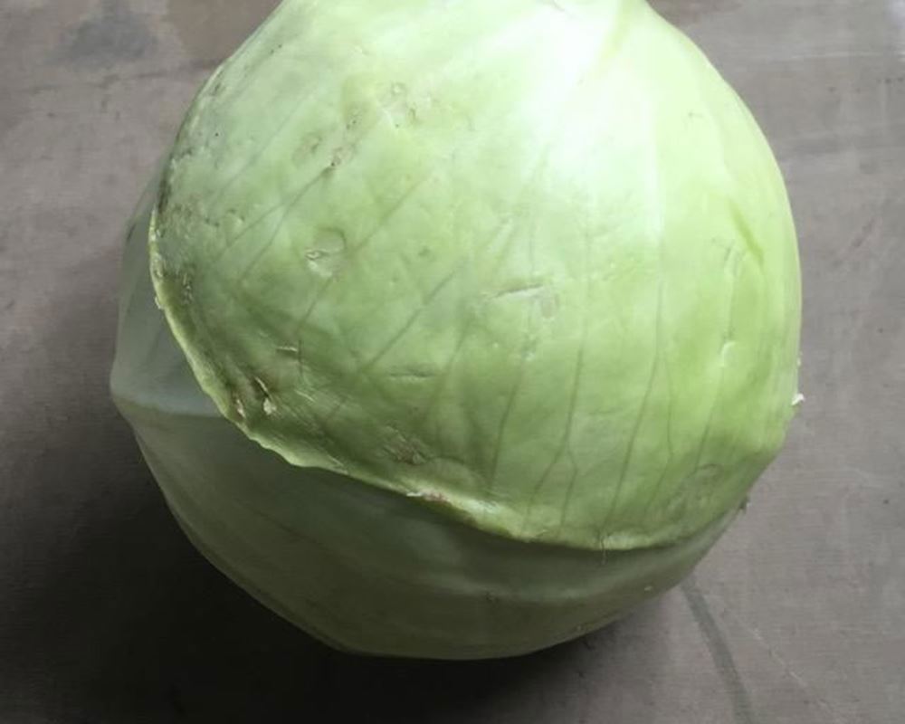 Cabbage- White