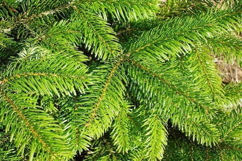 Christmas Tree Nordmann Fir 8-9ft - Organic