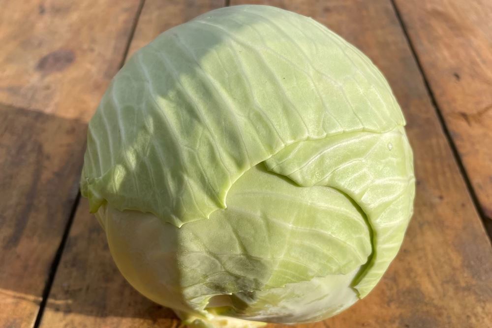 Cabbage - White