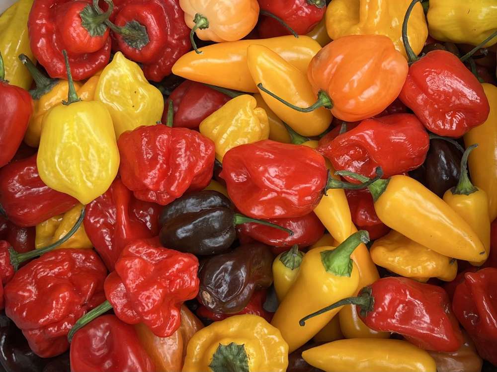 Organic Chillies Hot Mix (100g)