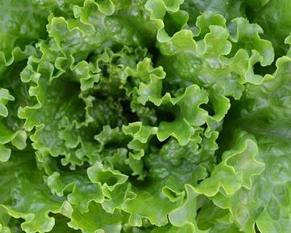 Lettuce (Green Batavia)