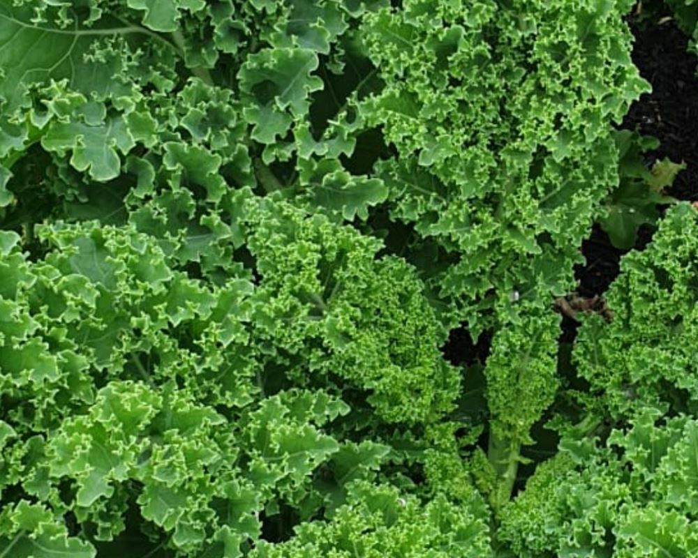 kale (curly green)