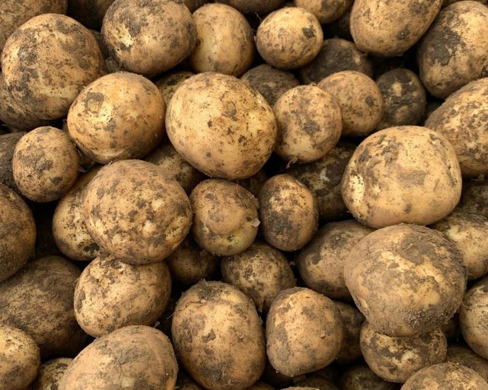 Potatoes New 1kg (Kent)