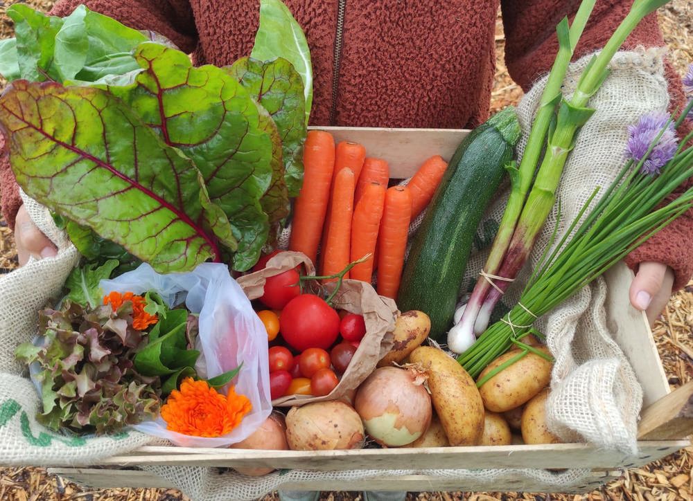 Medium Organic Veg Box