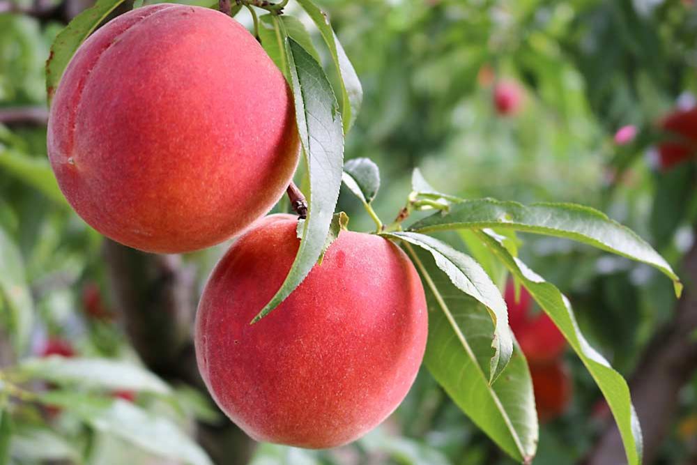 Nectarines ES 500g