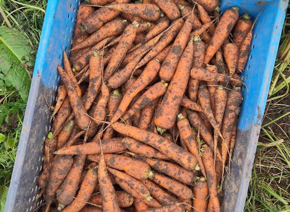 Locavore Carrots