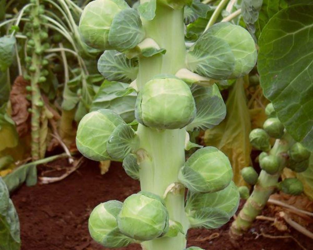 Brussels Sprout