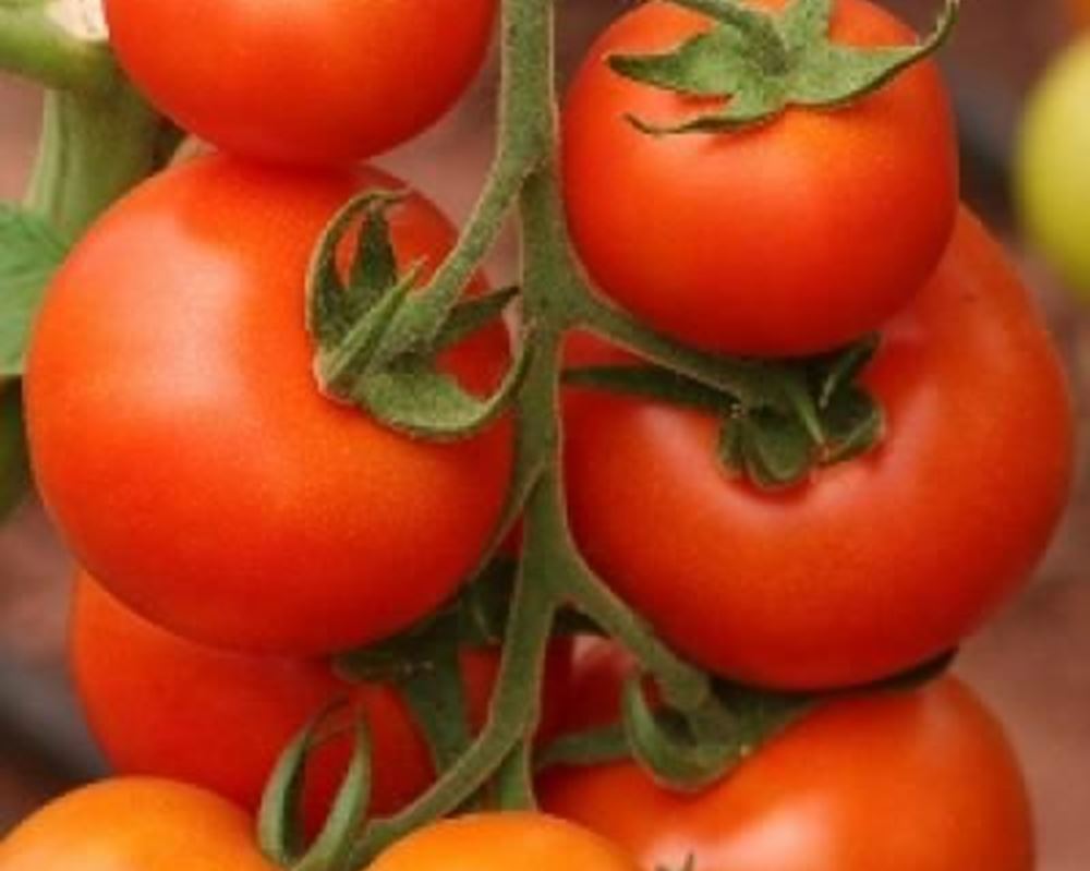 Tomato Round - Organic ESP