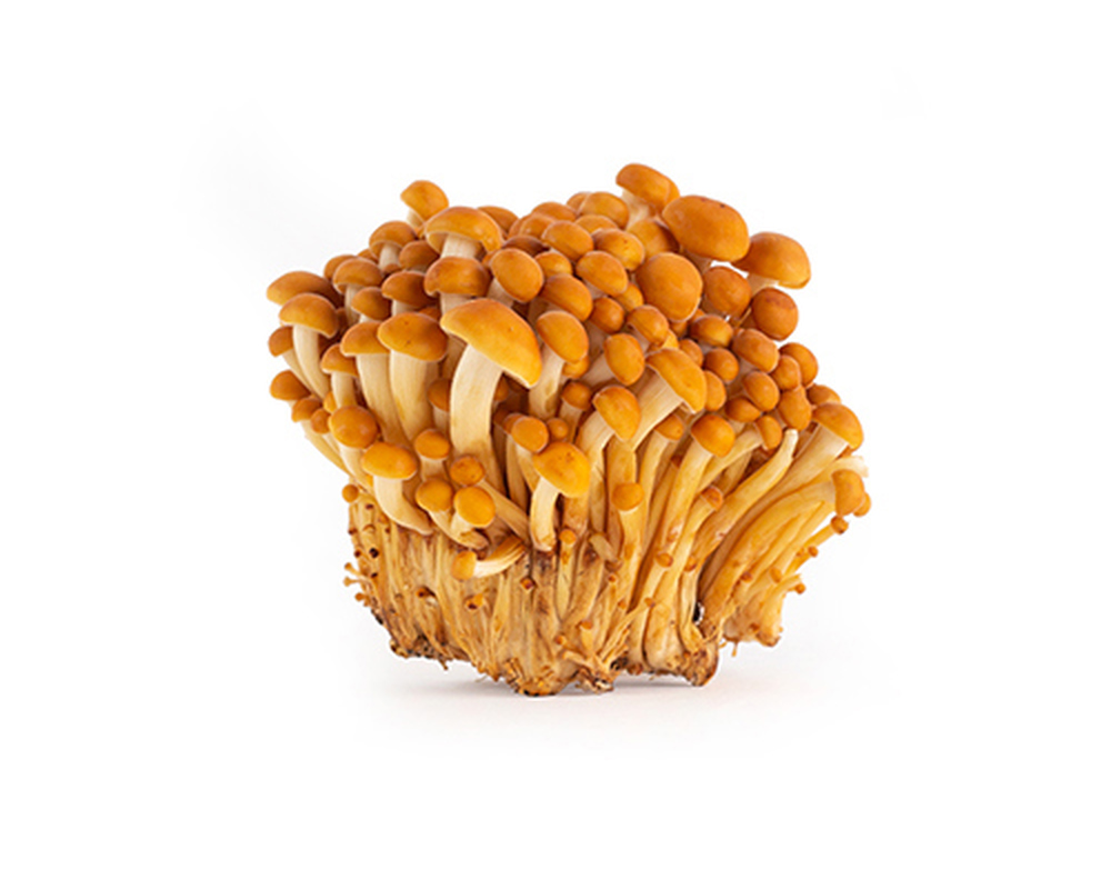 Mushroom: Enoki Golden