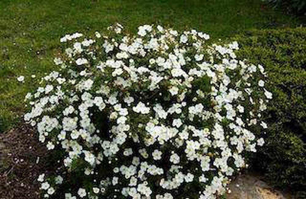 Potentilla