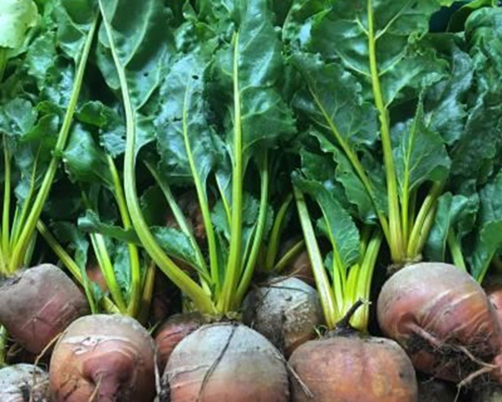 Beetroot - Golden Organic