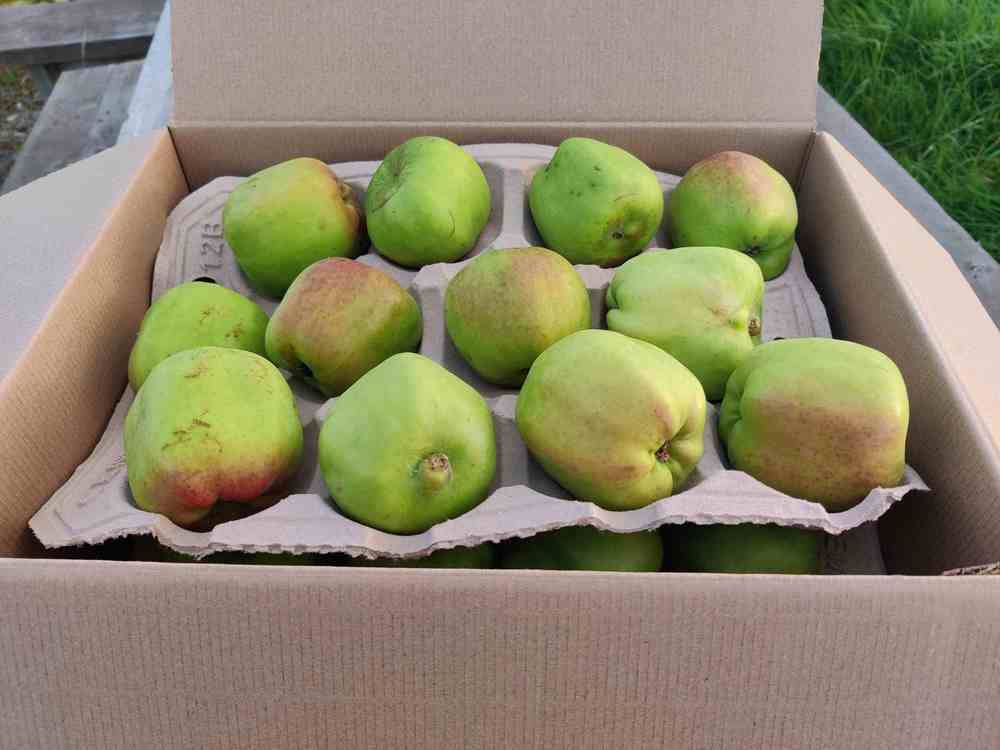 Fruit - cooking apples case