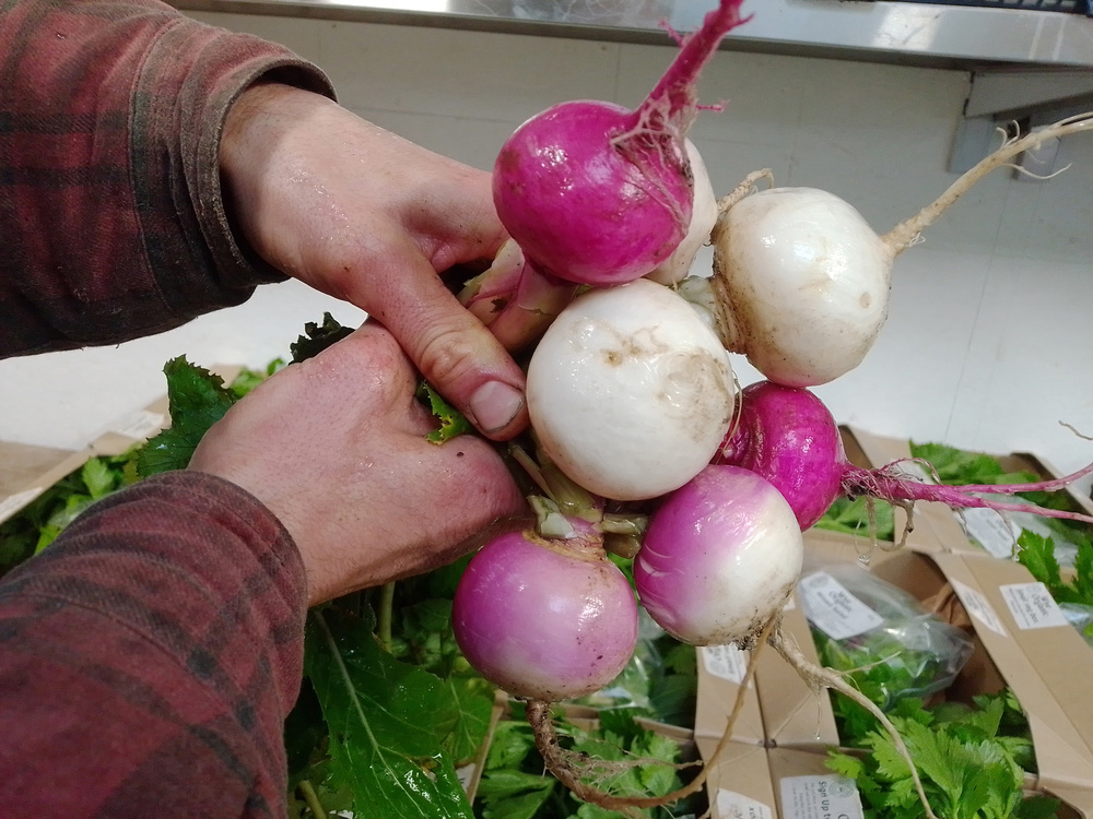 Baby Turnips, Mixed Colours