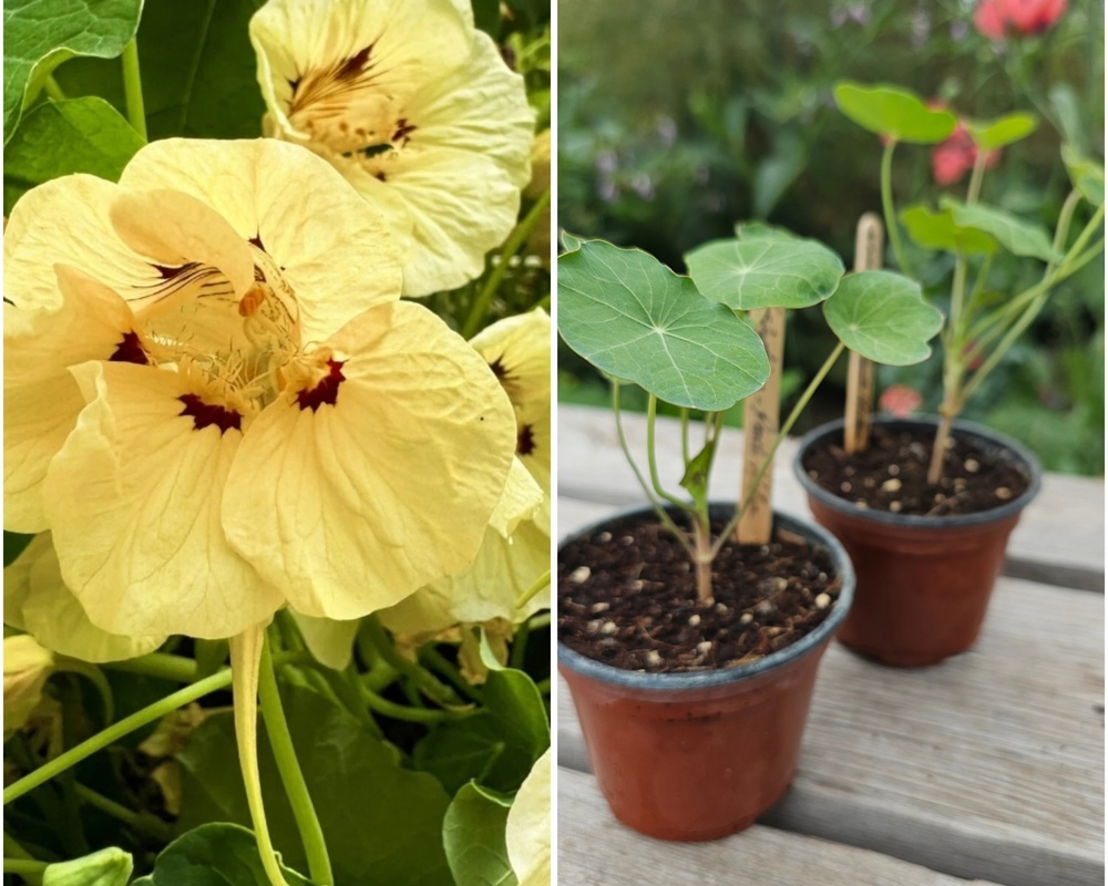 ( Potted x1) Nasturtium - Peach Melba(Own Grown)