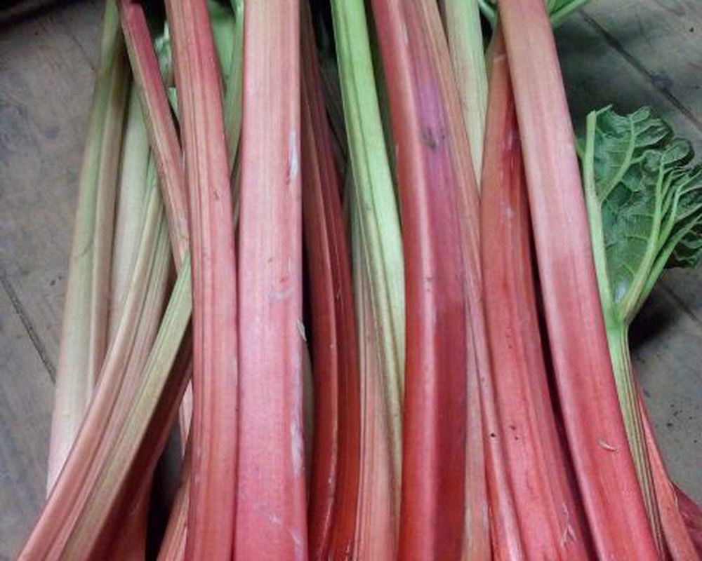 Rhubarb