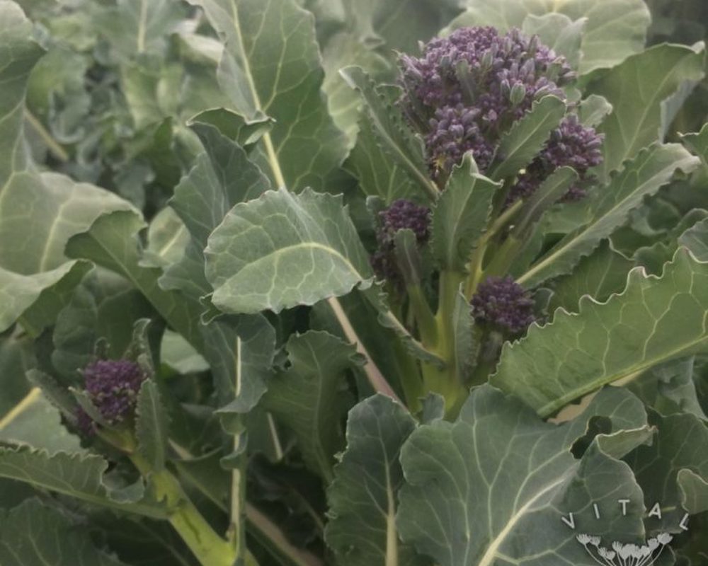 Broccoli (Early Purple)