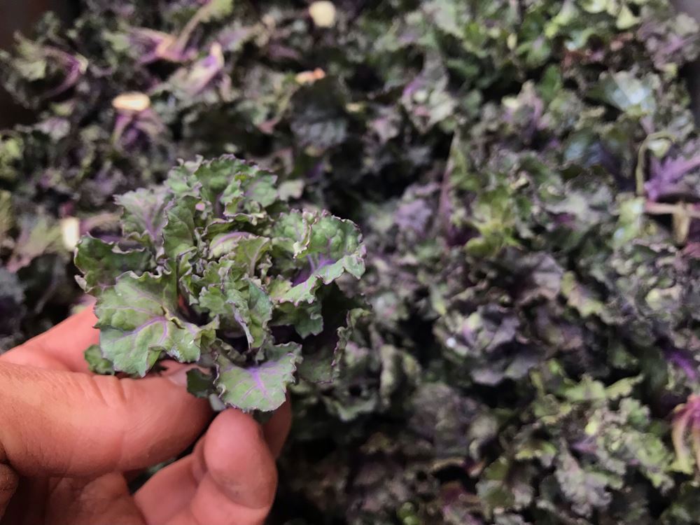 Kalettes - Organic