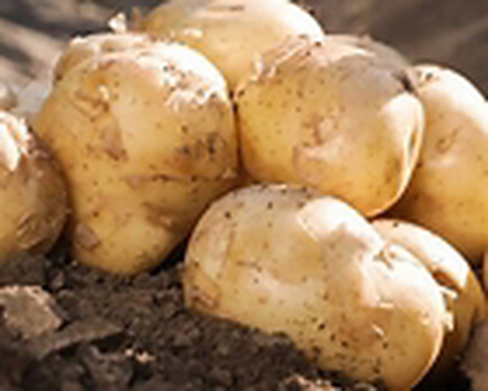 Accoustic Potato