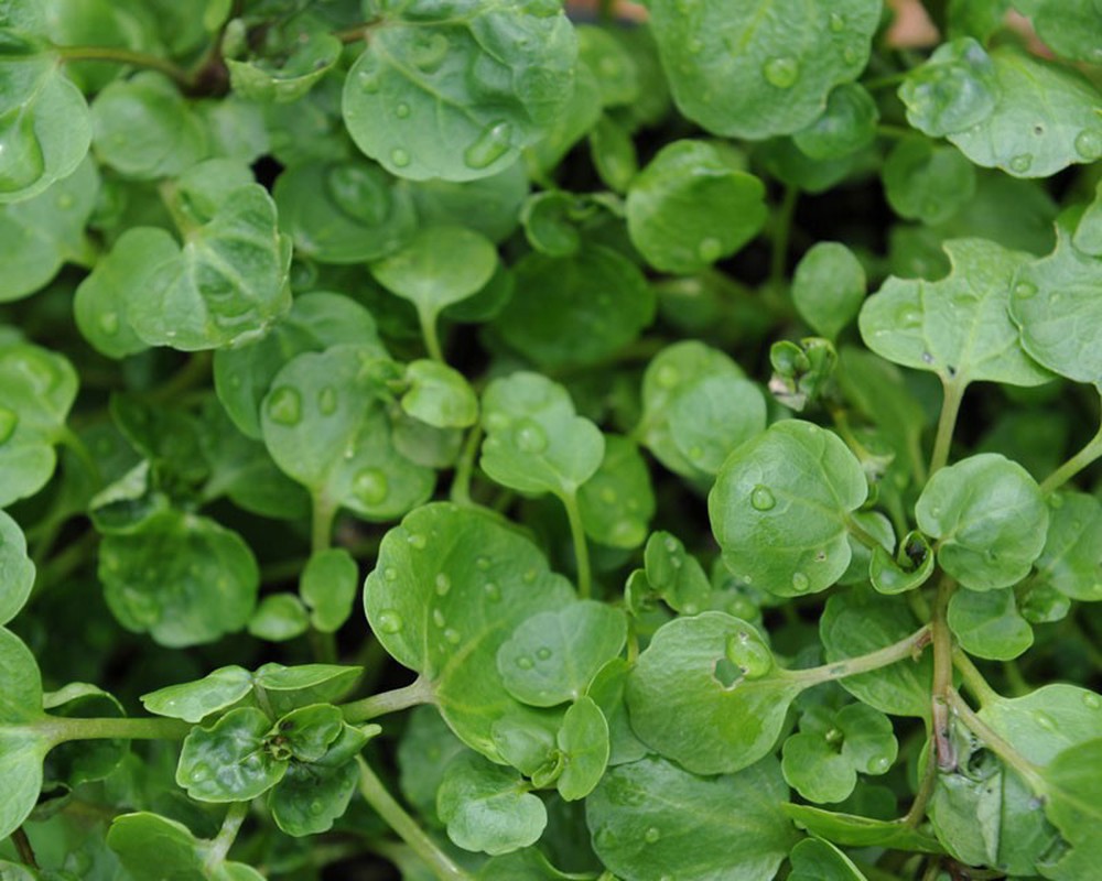 Organic Watercress