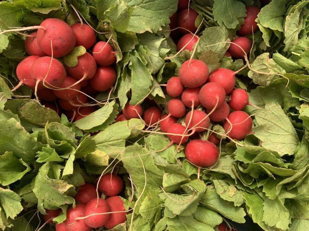 Radish - Bunch (Own Grown)
