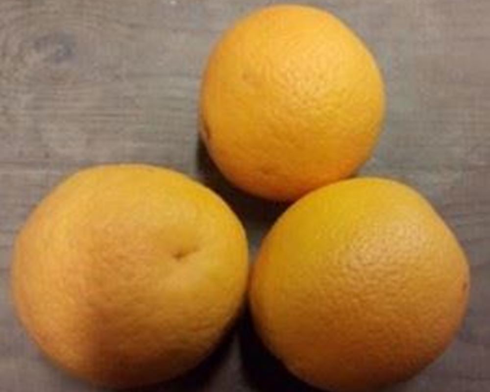 Citrus-Oranges