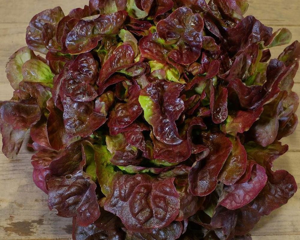 Lettuce- Oakleaf(Red)