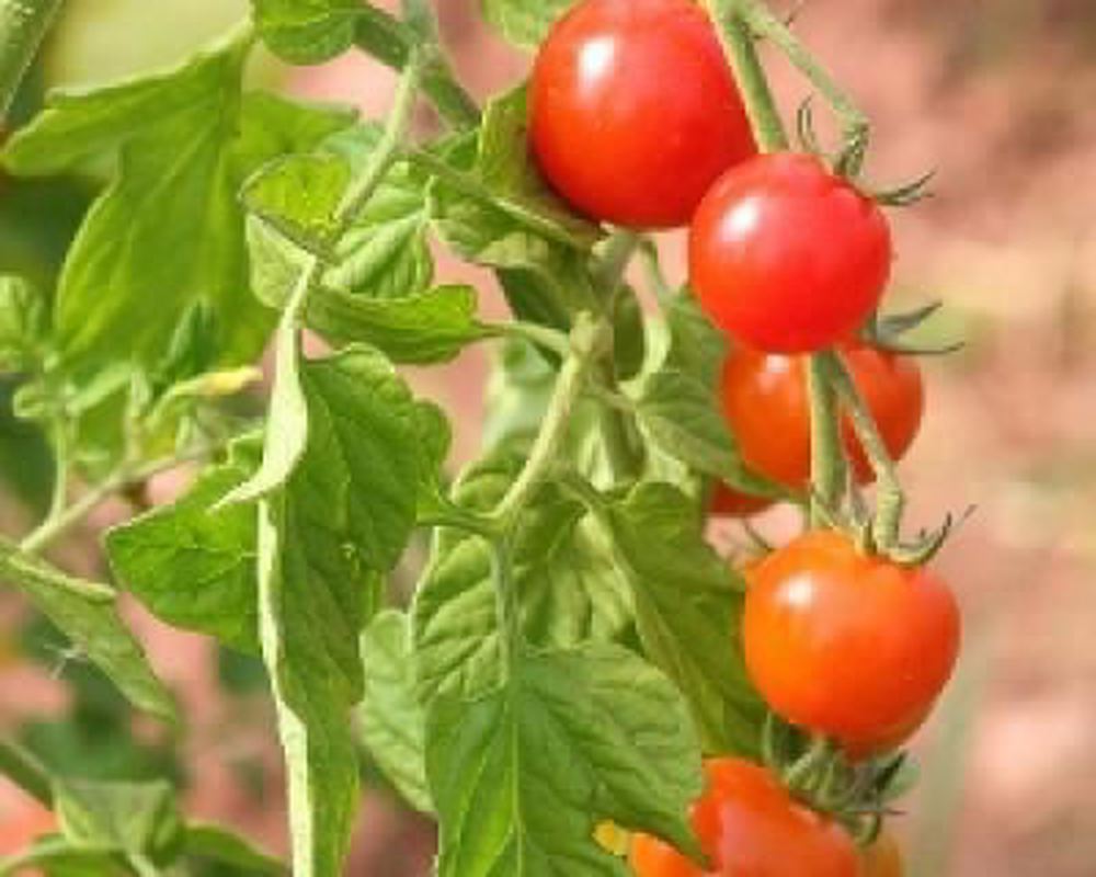 Tomatoes - mixed cherry 400g
