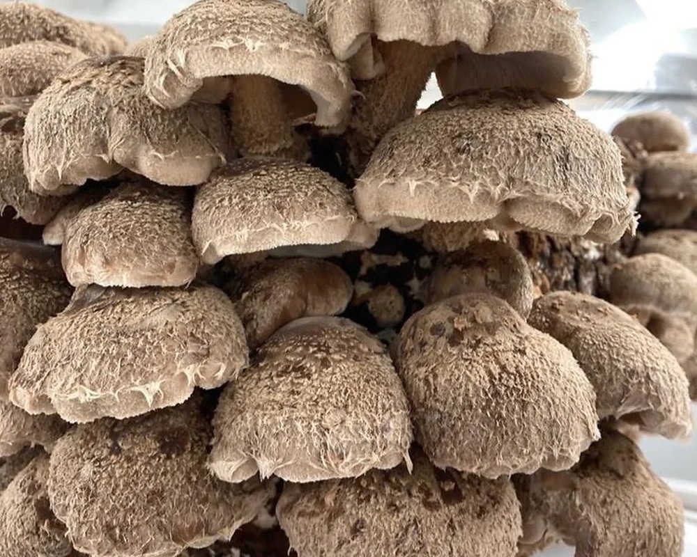 Fresh Shiitake Mushrooms