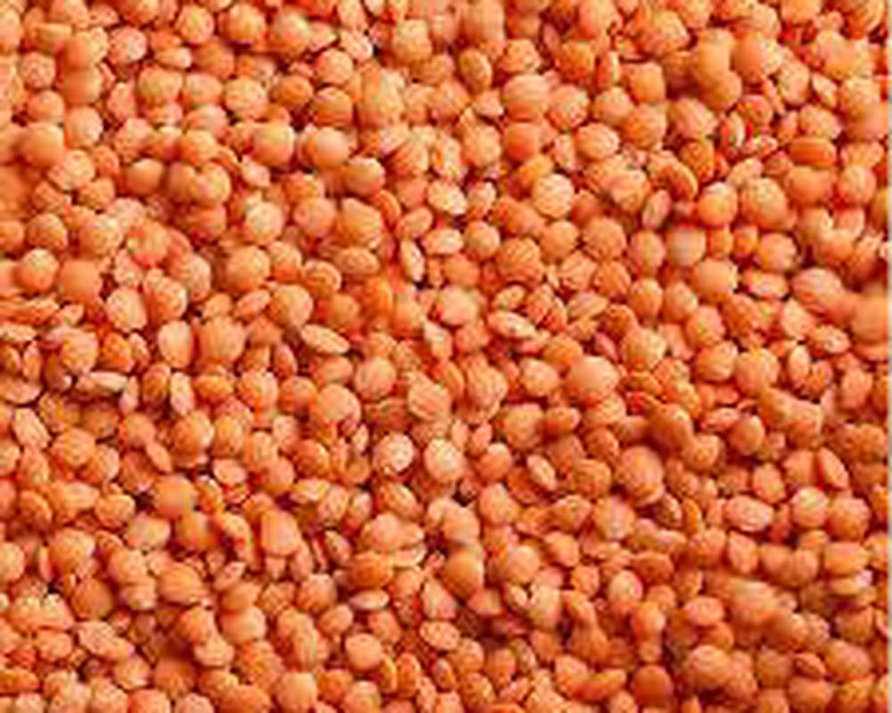 Beaniepack Organic Red Lentils