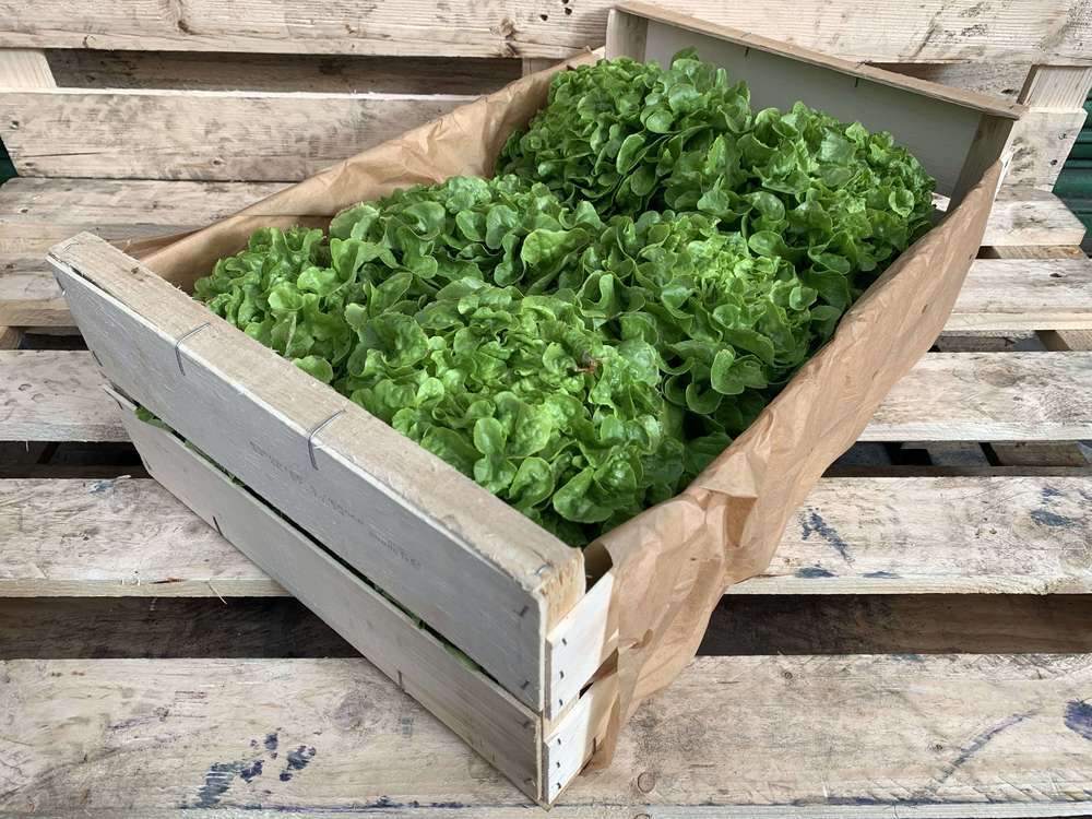 Lettuce - organic - lucky dip
