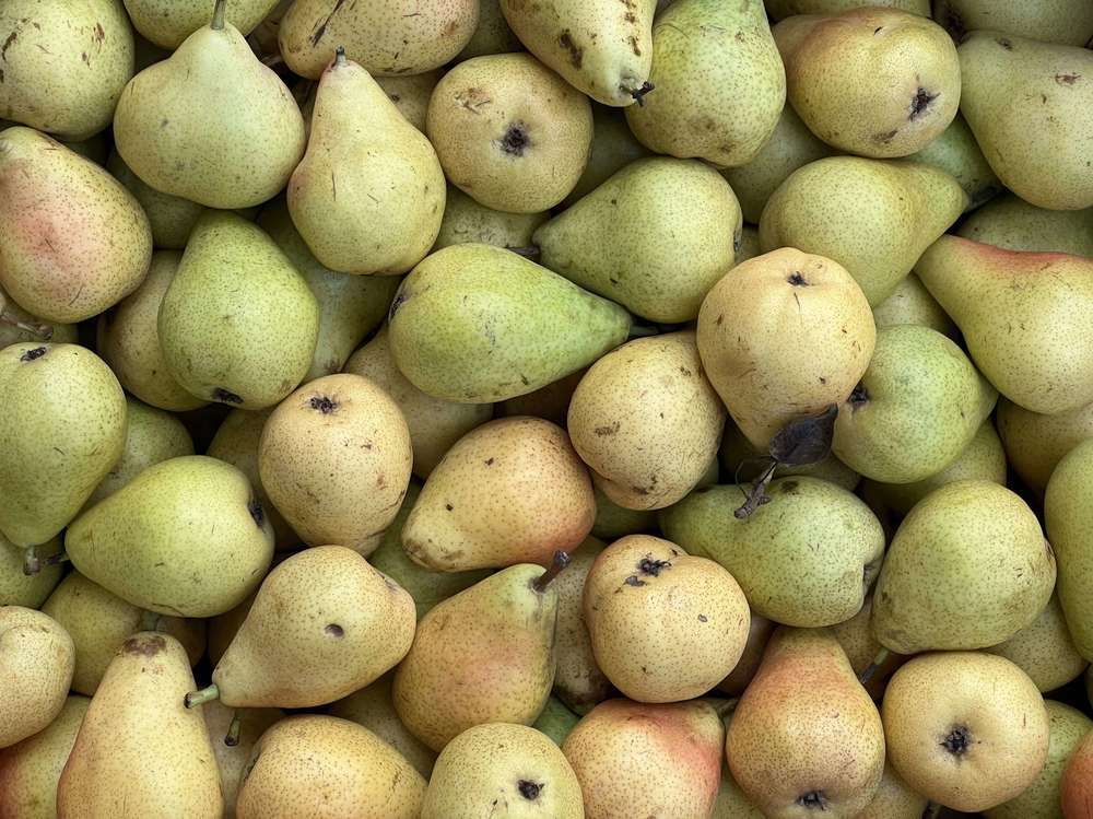 Pears - Guyot
