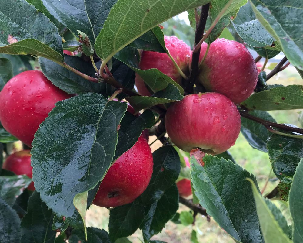 Apples - Discoveries 1kg
