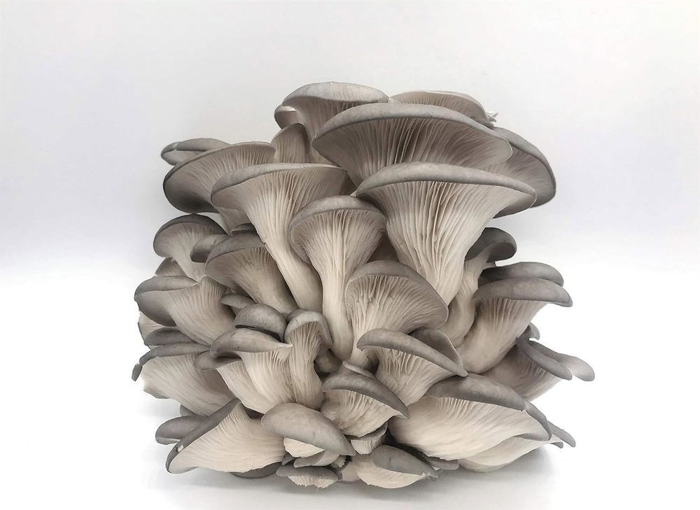 Mushrooms Grey Oyster