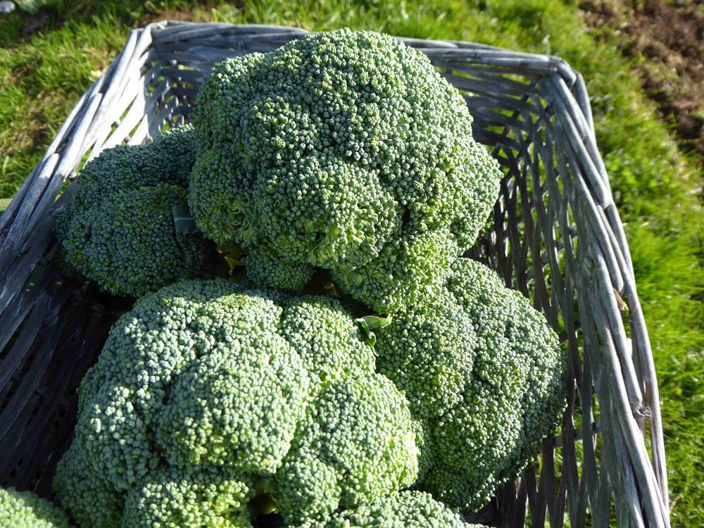 V.Broccoli medium
