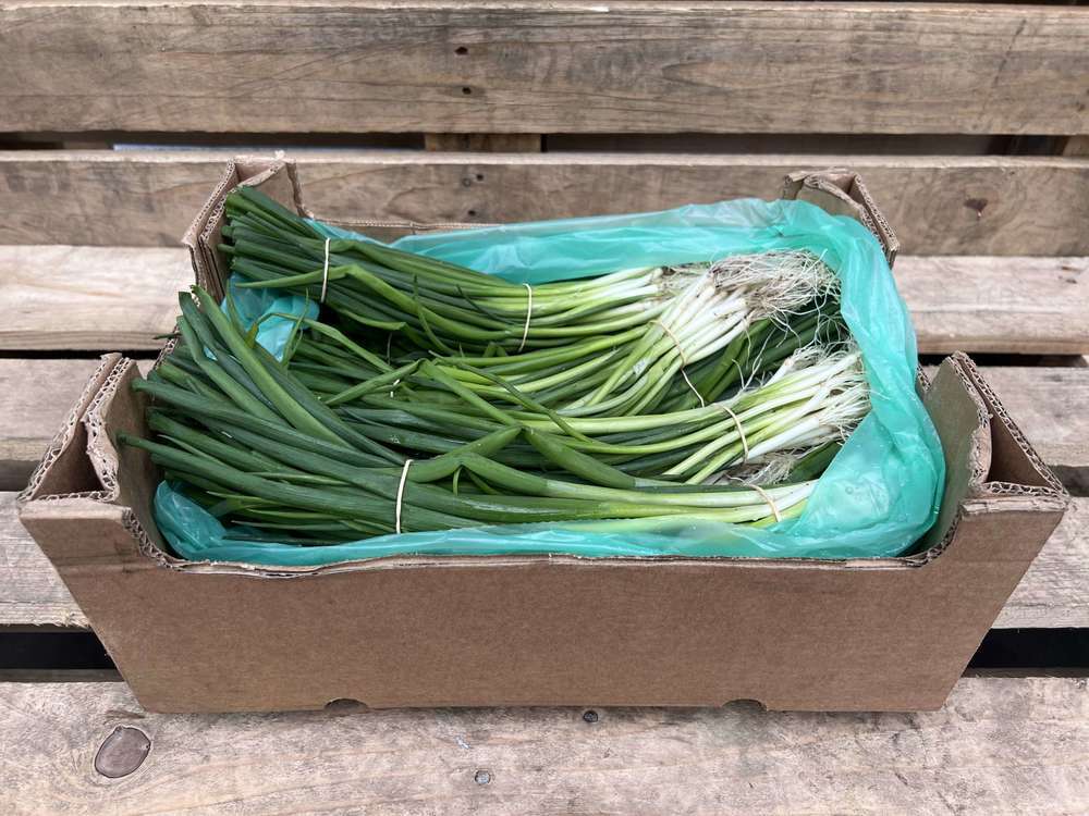 Organic Spring Onion 14 x 125g