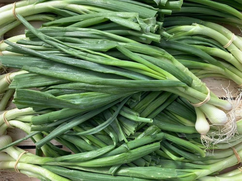 Salad Onions (Yorkshire, UK)