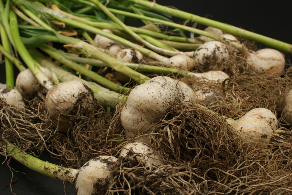 Organic Fresh Garlic