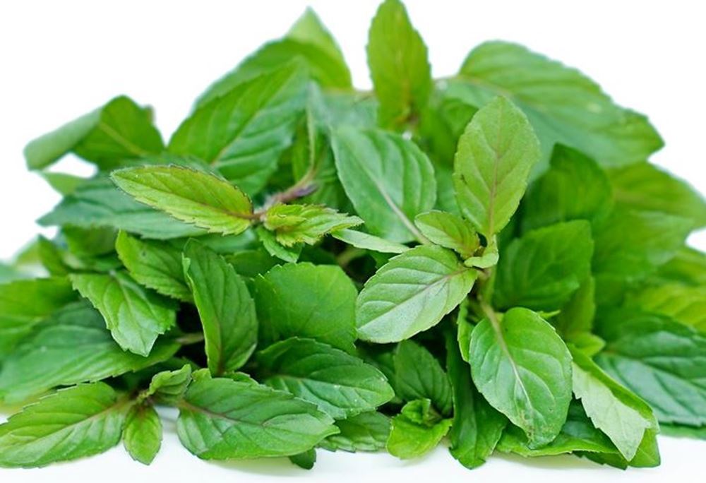 Mint - Fresh Leaf