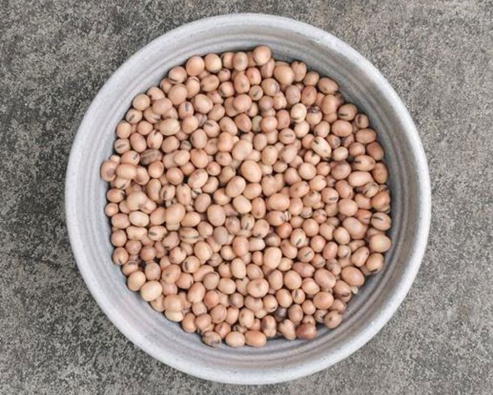 Whole fava beans organic