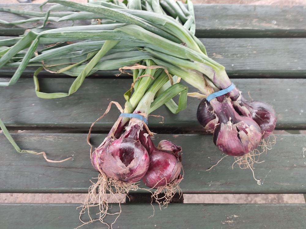 Onions - Red (Own Grown)