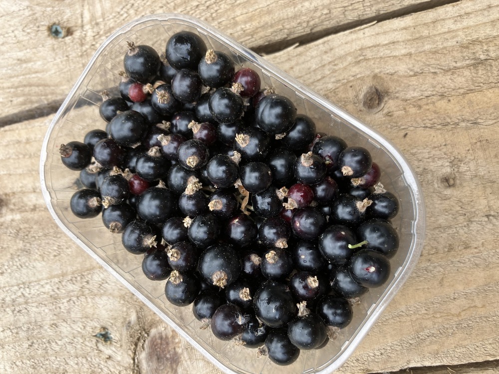Blackcurrants