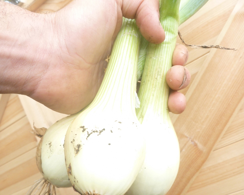 Green onions