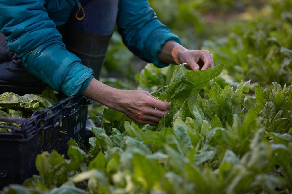 Vegetable Bag
