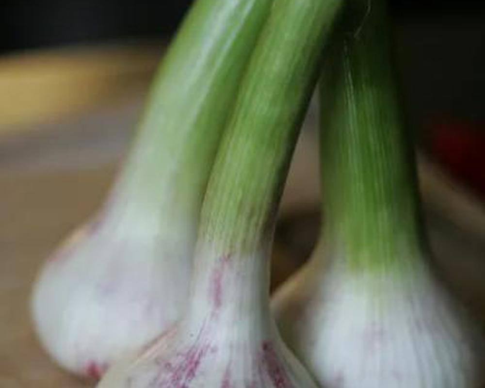 Green Garlic - Pair