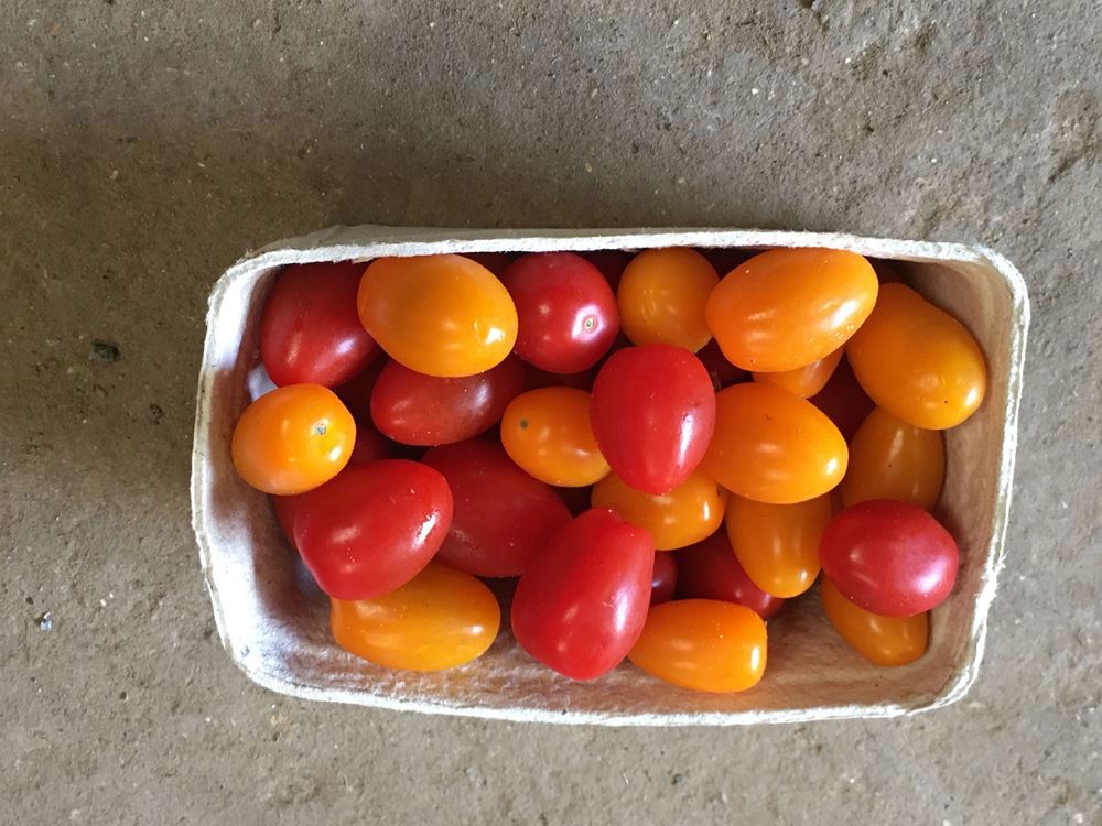 Isle of Wight Baby Plum Tomatoes